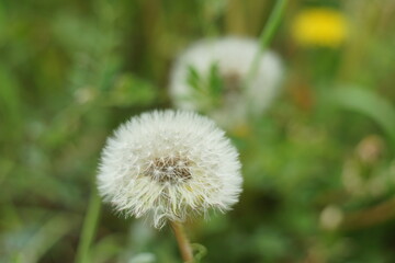 タンポポ
