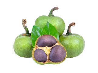 tea seed with leaf isolated on transparent png