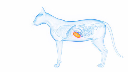 3D medical illustration of a cat's spleen