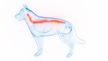 3D medical illustration of a dog's spine