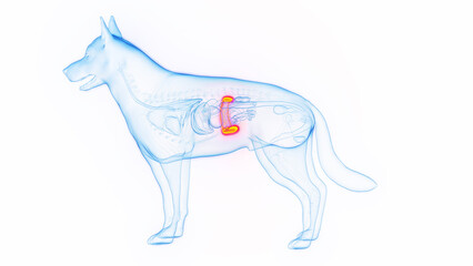 3D medical illustration of a dog's spleen