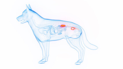 3D medical illustration of a dog's urinary system