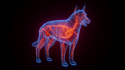 Obraz na płótnie Canvas 3D medical illustration of a dog's vascular system