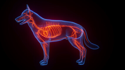 3D medical illustration of a dog's vascular system