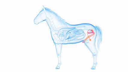 3D medical illustration of the male genitals of a male horse