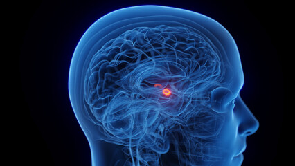 3D medical illustration of a man's amygdala - 554402022