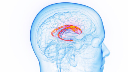 3D medical illustration of a man's caudate nucleus