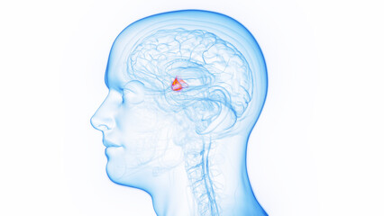 3D medical illustration of a man's hypothalamus