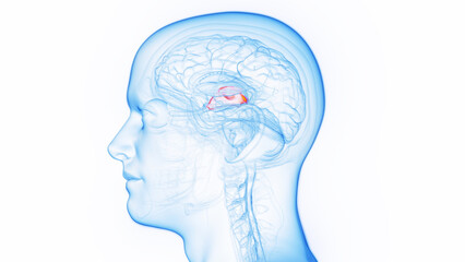 3D medical illustration of a man's thalamus
