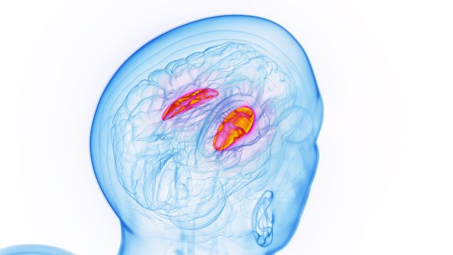 3D medical illustration of a man's putamen