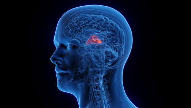 3D medical illustration of a man's thalamus