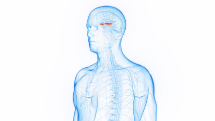 3D medical illustration of a man's medial globus pallidus