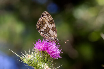The butterfly (Melanargia galathea) close-up