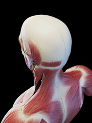 3d medical illustration of a man's head and upper back muscles