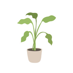 home flower Spathiphyllum flat vector. house plant isolated