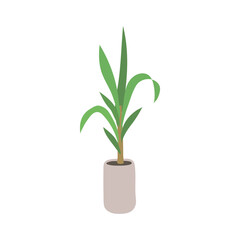 home plant in a pot isolated on white. vector flat illustration of house plants