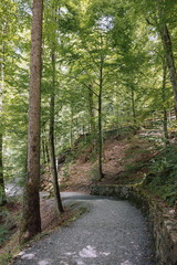 Fototapeta na wymiar beautiful path in the forest
