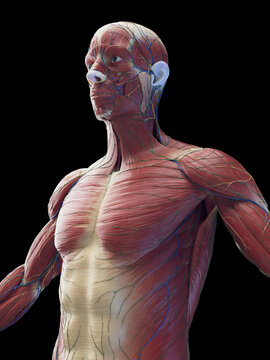 3d medical illustration of a man's torso muscles
