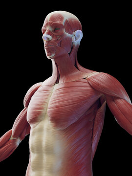 3d medical illustration of a man's superficial torso muscles