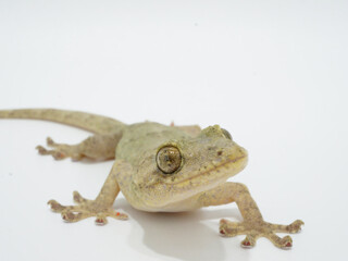 つぶらな瞳のニホンヤモリ