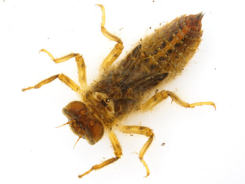 Anotogaster Sieboldii