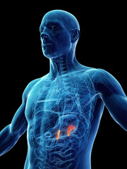 3d medical illustration of a man's adrenal glands