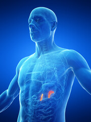 3d medical illustration of a man's adrenal glands