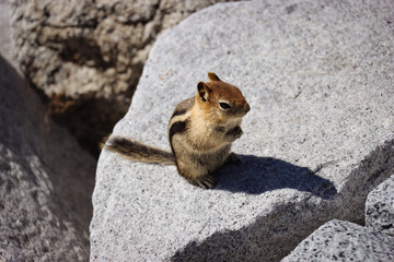 chipmunk on a rock