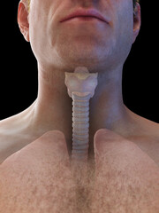 3d medical illustration of a man's trachea and lungs