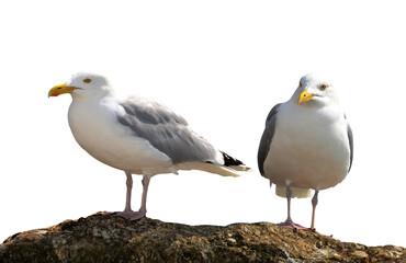 Two seagulls on a rock isolated on transparent background, PNG.