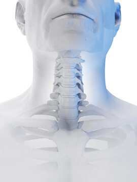 3d medical illustration of a man's cervical spine