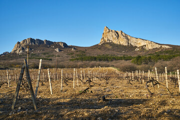 Image of a vineyard in early spring.