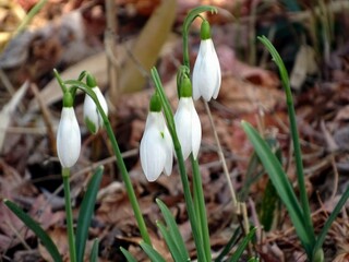 スノードロップの花