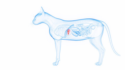 3D medical illustration of a cat's gallbladder