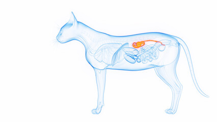 3D medical illustration of a cat's kidneys