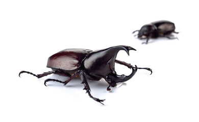 Beetle,Rhinoceros beetle, Rhino beetle, Hercules beetle, Unicorn beetle, (Dynastinae)