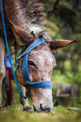 Portrait of a Himalayan horse
