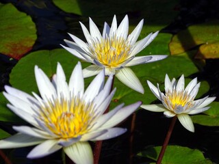 スイレンドーベンの花三輪