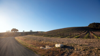 Clear blue sky over hillside vineyard with sheep feeding on grass between rows in Paso Robles California United States