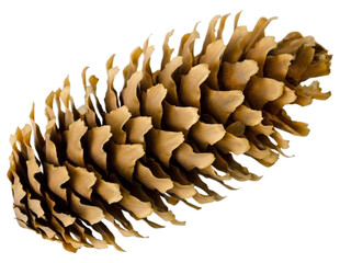 Pine cone isolated on transparent background without shadow - 554411017