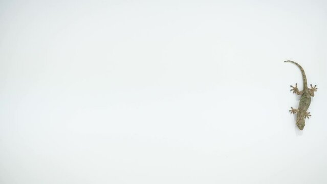 壁を歩き回るニホンヤモリ