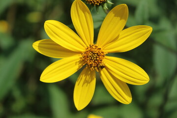 yellow flower with dew
