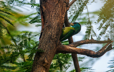 blue throad barbet