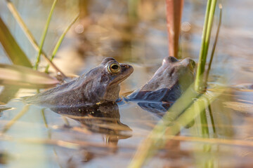 blue frogs in the water, moor frog (Rana arvalis)