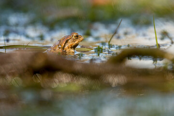 toad in the pond (Bufo bufo)