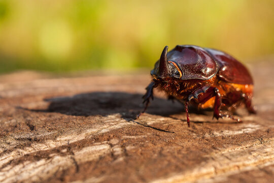 European rhinoceros beetle (Oryctes nasicornis), male