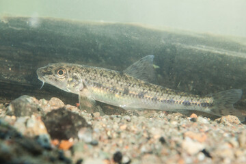 gudgeon, Gobio gobio