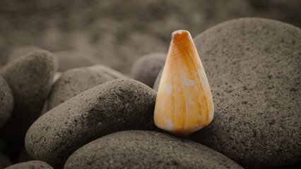 the golden yellow sea shells stand out against the gray background of the rocks