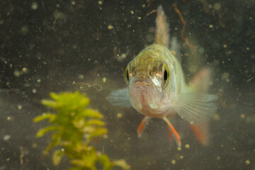 perchEuropean perch (Perca fluviatilis), also known as the common perch, redfin perch, big-scaled...