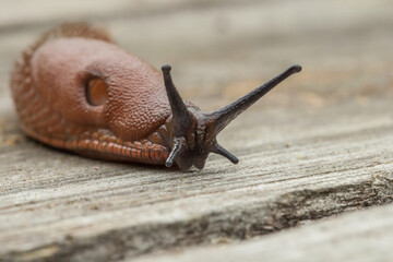 snail on a wooden background